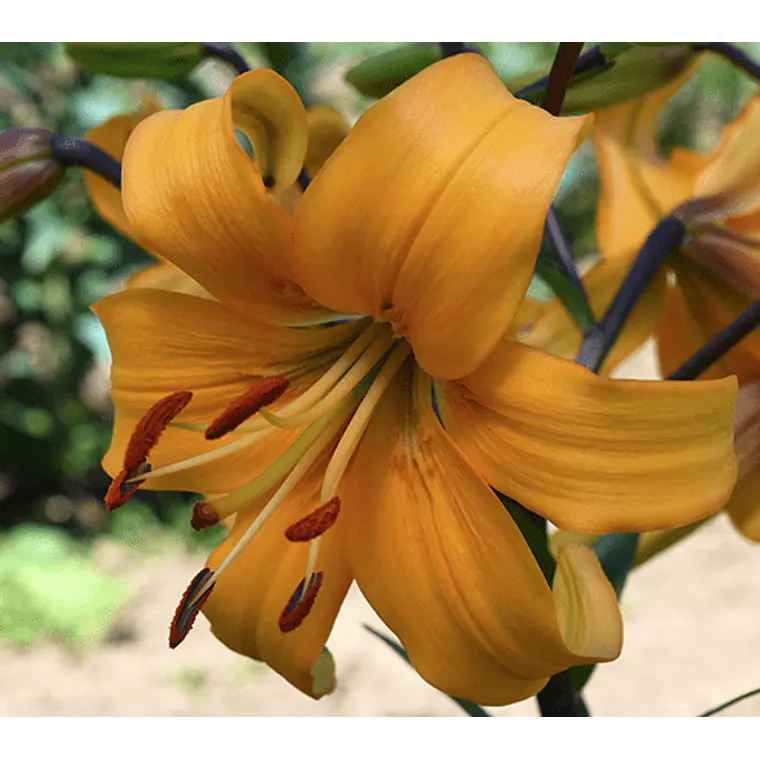Bulbo Lilium Asiático Pearl Justien 14/16 (LOTE DESPACHO FINES DE OCTUBRE 2026) 2