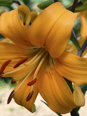 Bulbo Lilium Asiático Pearl Justien 14/16 (LOTE DESPACHO FINES DE OCTUBRE 2026)