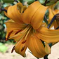 Bulbo Lilium Asiático Pearl Justien 14/16 (LOTE DESPACHO FINES DE OCTUBRE 2026) - Miniatura 2