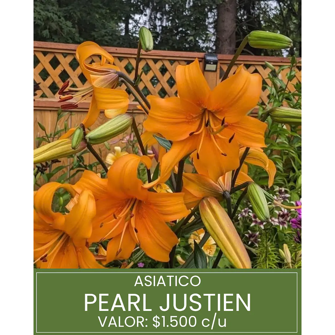 Bulbo Lilium Asiático Pearl Justien 14/16 (LOTE DESPACHO FINES DE OCTUBRE 2026) 1