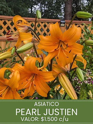 Bulbo Lilium Asiático Pearl Justien 14/16 (LOTE DESPACHO FINES DE OCTUBRE 2026)