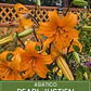 Bulbo Lilium Asiático Pearl Justien 14/16 (LOTE DESPACHO FINES DE OCTUBRE 2026) - Miniatura 1