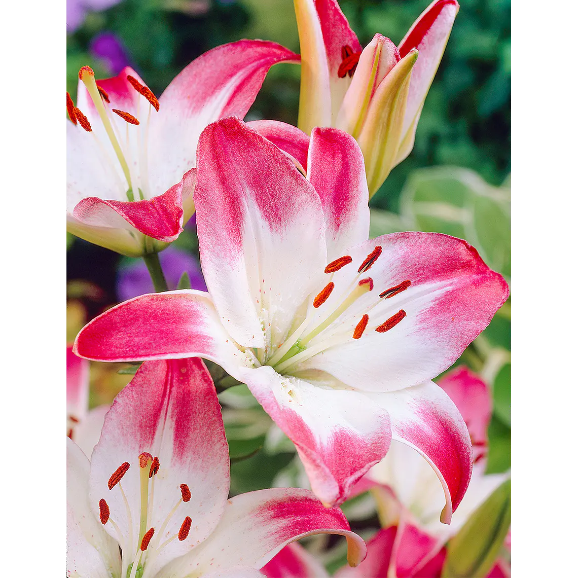 Bulbo Lilium Asiático Holebibi 14/16 (LOTE DESPACHO FINES DE OCTUBRE) 2