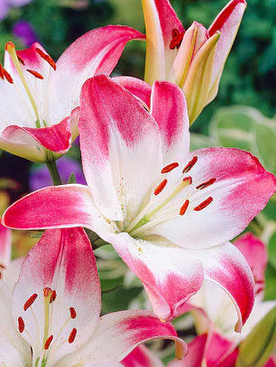Bulbo Lilium Asiático Holebibi 14/16 (LOTE DESPACHO FINES DE OCTUBRE)