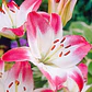 Bulbo Lilium Asiático Holebibi 14/16 (LOTE DESPACHO FINES DE OCTUBRE) - Miniatura 2