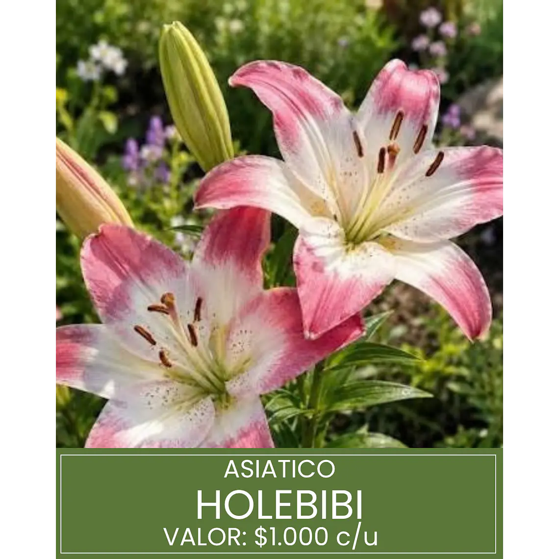 Bulbo Lilium Asiático Holebibi 14/16 (LOTE DESPACHO FINES DE OCTUBRE) 1