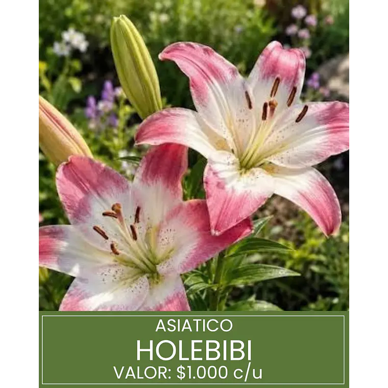 Bulbo Lilium Asiático Holebibi 14/16 (LOTE DESPACHO FINES DE OCTUBRE) 1