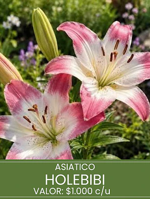 Bulbo Lilium Asiático Holebibi 14/16 (LOTE DESPACHO FINES DE OCTUBRE)