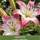 Bulbo Lilium Asiático Holebibi 14/16 (LOTE DESPACHO FINES DE OCTUBRE) - Miniatura 1