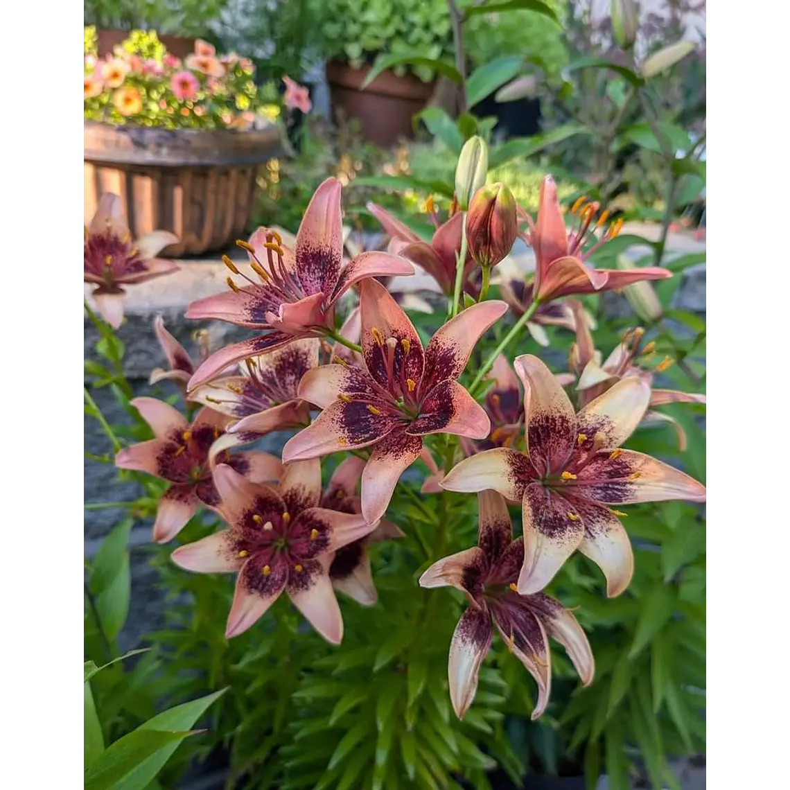 Bulbo Lilium Asiático Whister 14/16 (LOTE DESPACHO FINES DE OCTUBRE) 2