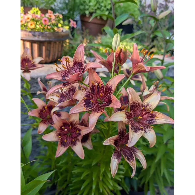 Bulbo Lilium Asiático Whister 14/16 (LOTE DESPACHO FINES DE OCTUBRE) 2