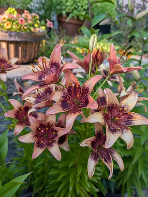 Bulbo Lilium Asiático Whister 14/16 (LOTE DESPACHO FINES DE OCTUBRE)