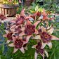 Bulbo Lilium Asiático Whister 14/16 (LOTE DESPACHO FINES DE OCTUBRE) - Miniatura 2