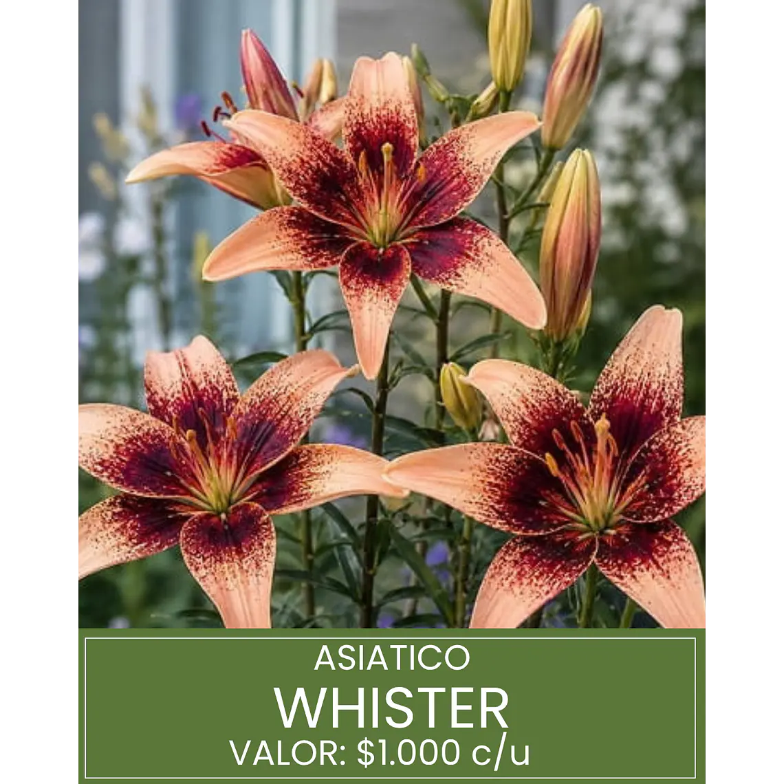Bulbo Lilium Asiático Whister 14/16 (LOTE DESPACHO FINES DE OCTUBRE) 1