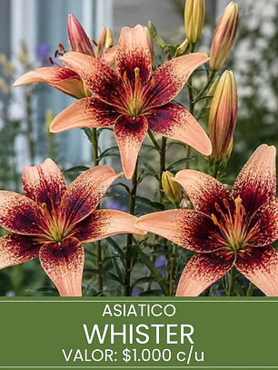 Bulbo Lilium Asiático Whister 14/16 (LOTE DESPACHO FINES DE OCTUBRE)