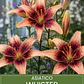 Bulbo Lilium Asiático Whister 14/16 (LOTE DESPACHO FINES DE OCTUBRE) - Miniatura 1