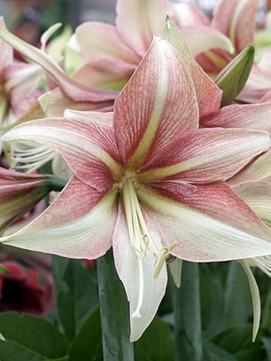 Bulbo Amaryllis Dance Valley 26/28