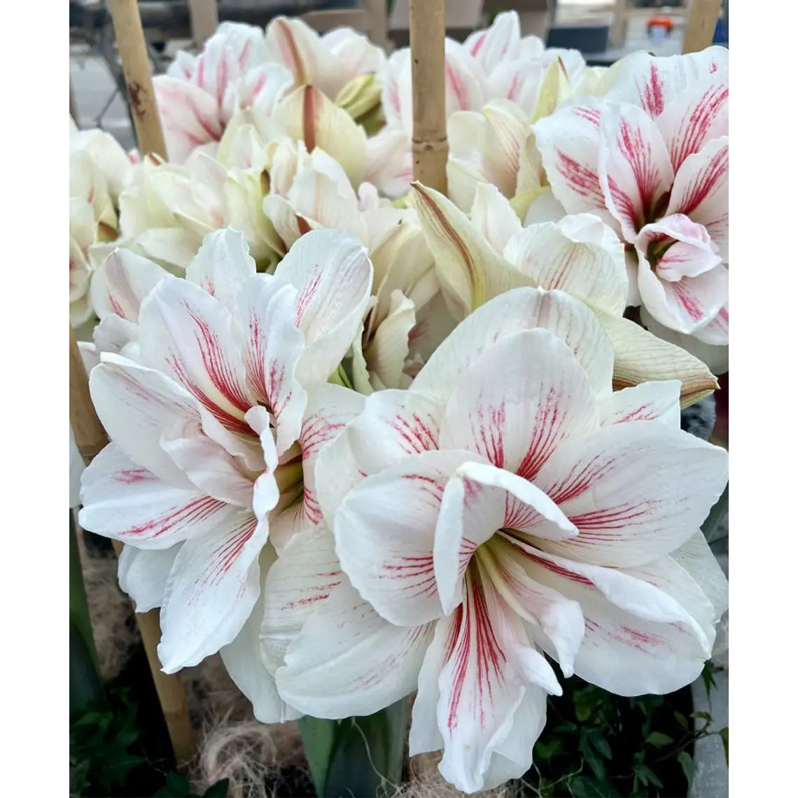 Bulbo Amaryllis Aquaro 22/24 1
