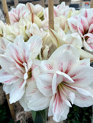Bulbo Amaryllis Aquaro 22/24