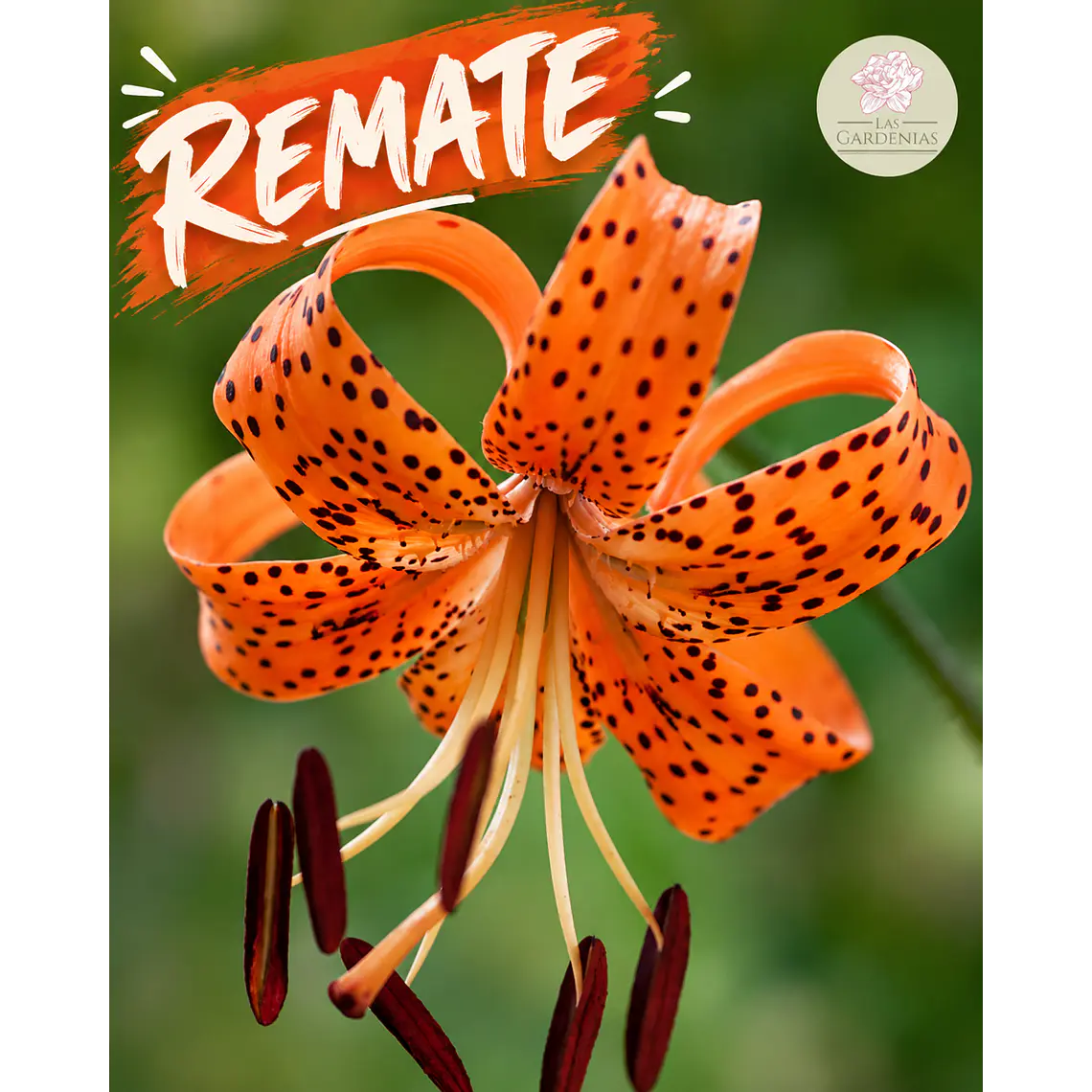 Bulbo Lilium Lancifolium 14/16 (REMATE) 1