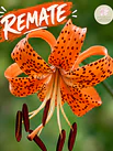 Lilium Jardín