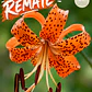 Bulbo Lilium Lancifolium 14/16 (REMATE) - Miniatura 1