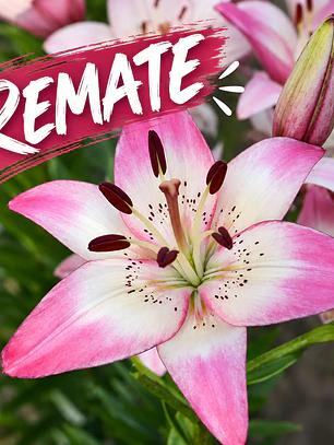 Bulbo Lilium Rosellas Dream 14/16 (REMATE)