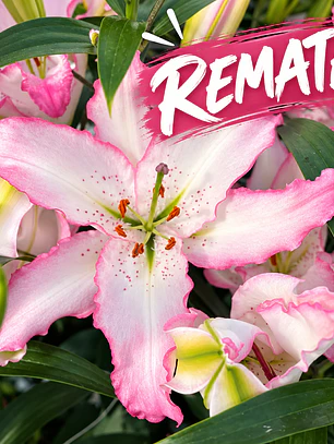 Bulbo Lilium Oriental Brasilia 14/16 (REMATE)