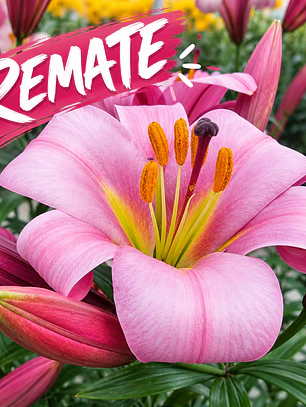 Bulbo Lilium Trompeta Pink Planet 14/16 (REMATE)