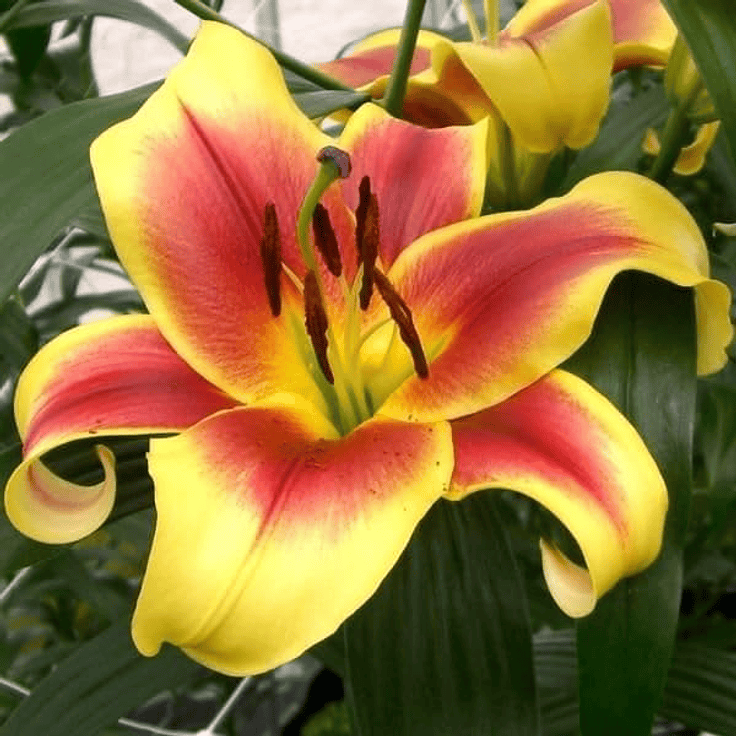 LILIUM ORIENTAL