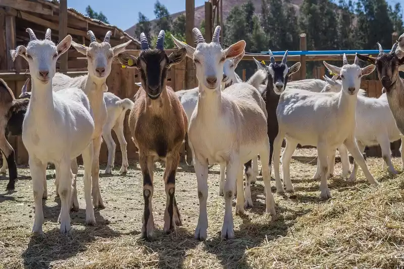 Nuestras Kbras y su Leche