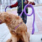 Braided Martingale Collar & Leash Set - 16 Colors! - thumbnail 3