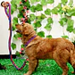 Braided Martingale Collar & Leash Set - 16 Colors! - thumbnail 5