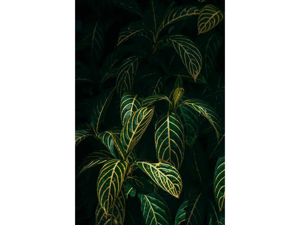 Poster Botánico: Sanchezia Speciosa 1
