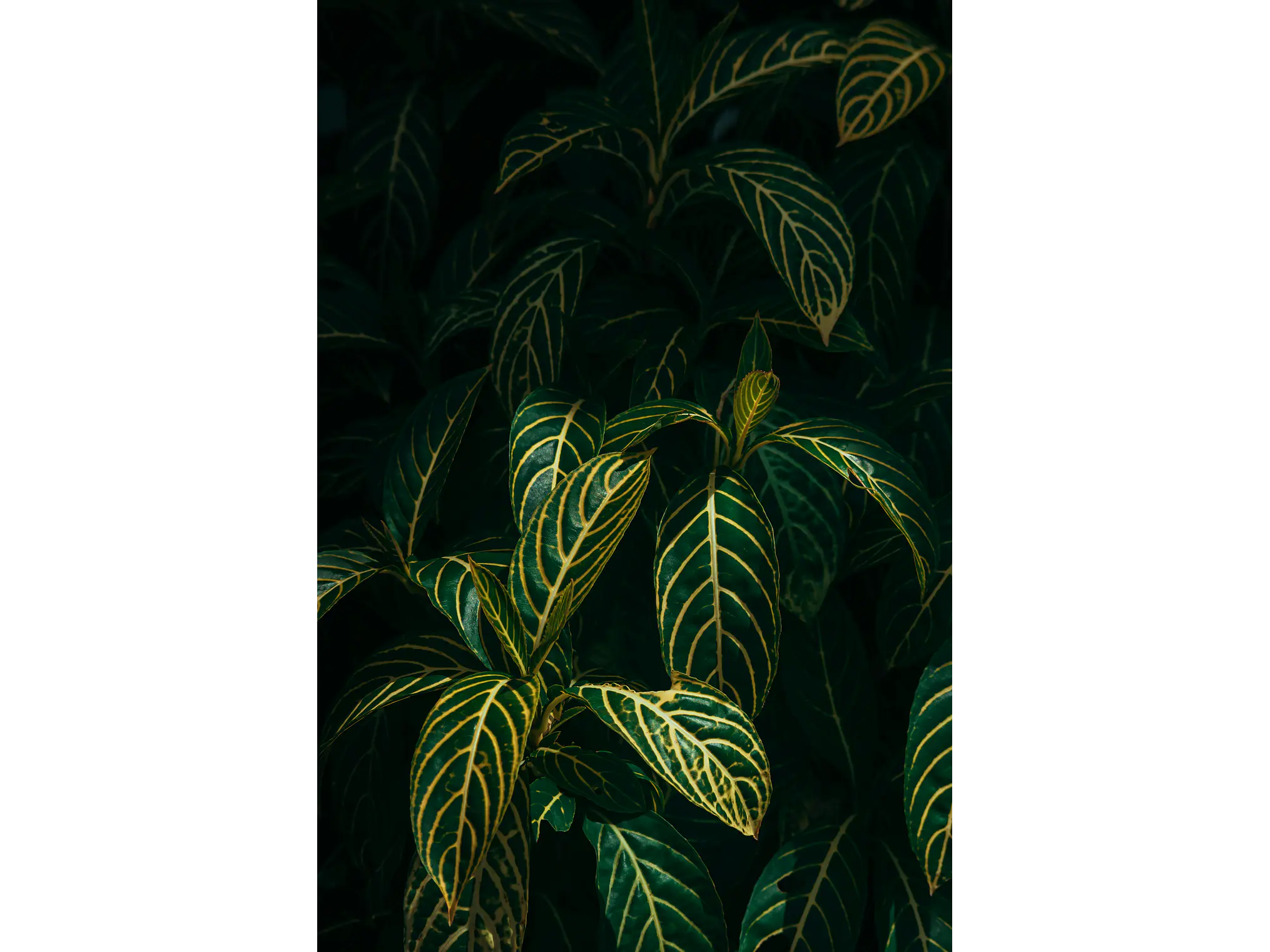 Poster Botánico: Sanchezia Speciosa 1