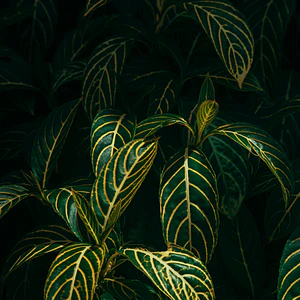 Poster Botánico: Sanchezia Speciosa