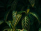 Poster Botánico: Sanchezia Speciosa - Miniatura 1