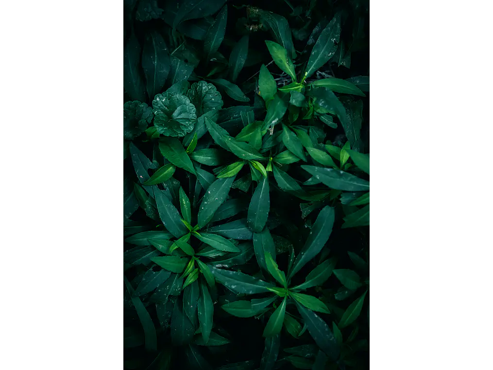 Poster Botánico: Wild Deep Green  2