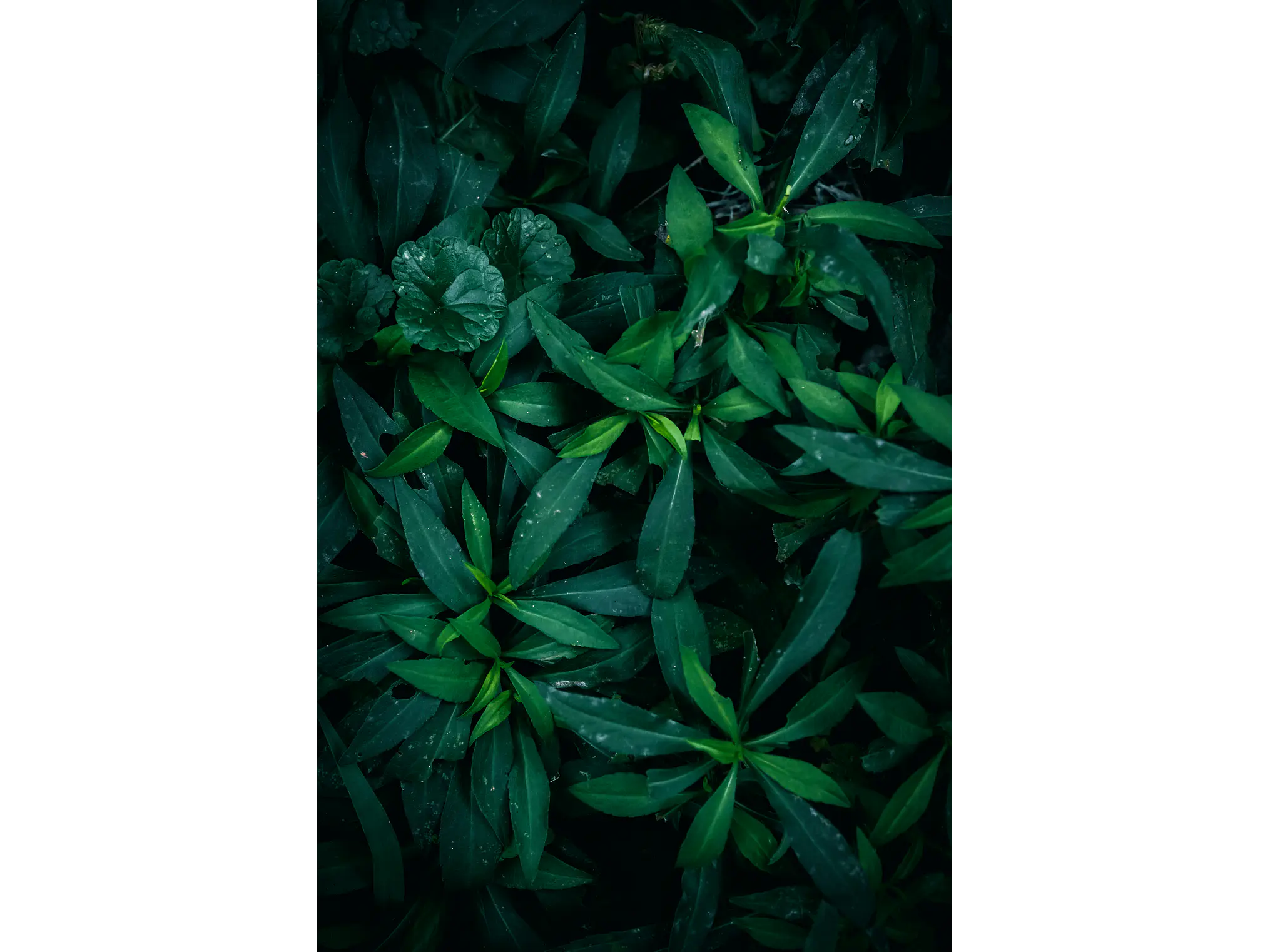 Poster Botánico: Wild Deep Green  2