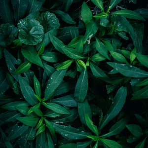 Poster Botánico: Wild Deep Green 