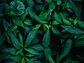 Poster Botánico: Wild Deep Green  - Miniatura 2