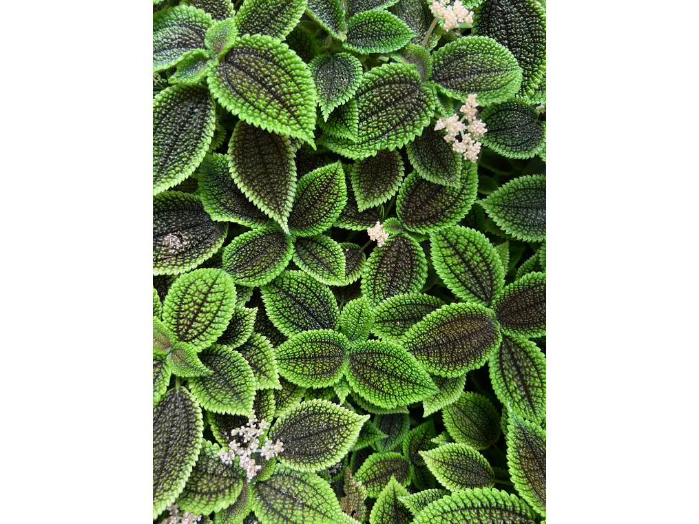 Poster Botánico: Pilea Mollis 