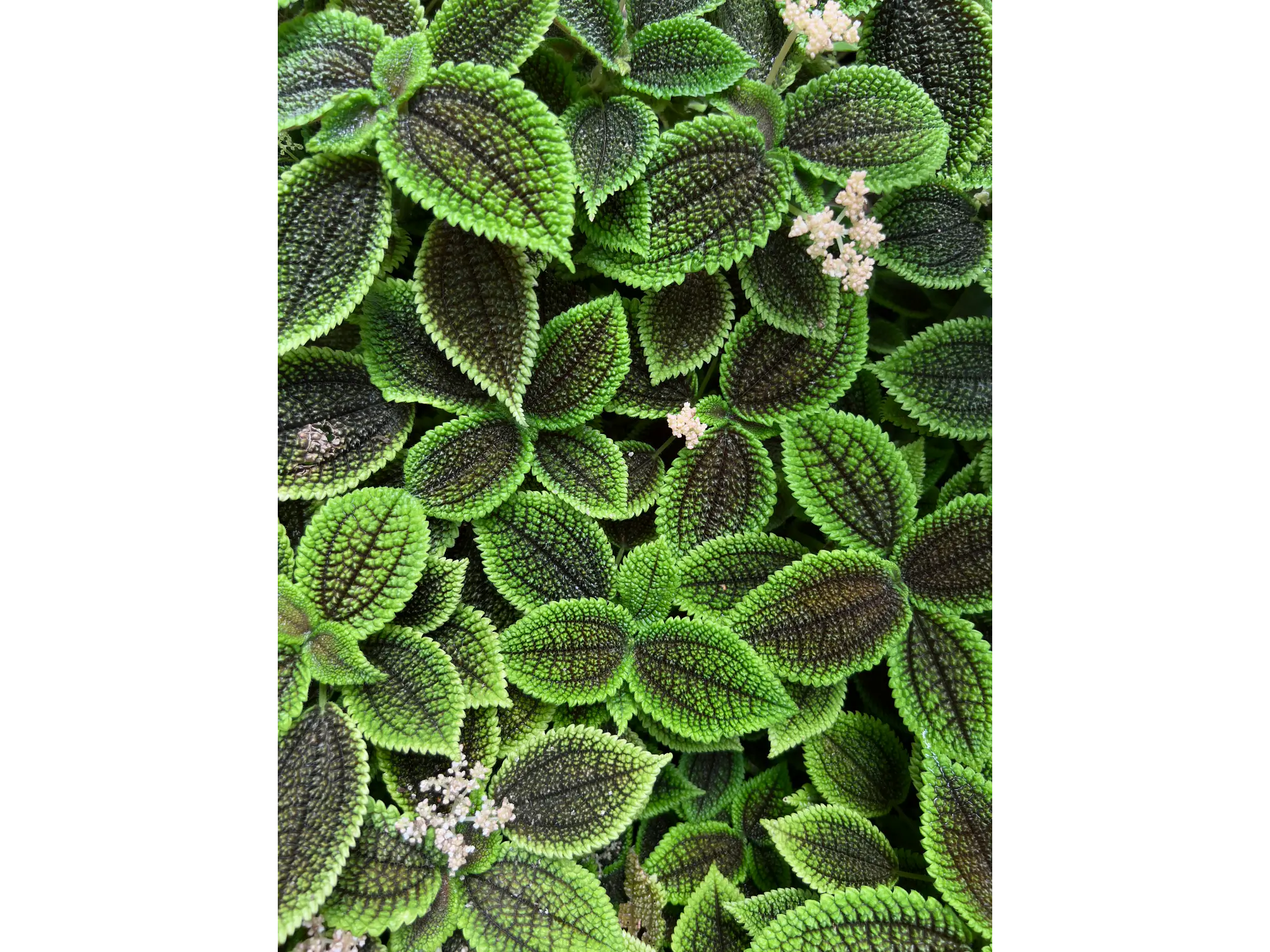 Poster Botánico: Pilea Mollis 