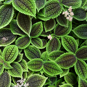 Poster Botánico: Pilea Mollis 