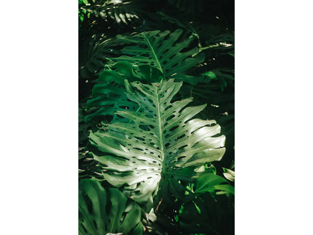 Poster Monstera Adansonii 1