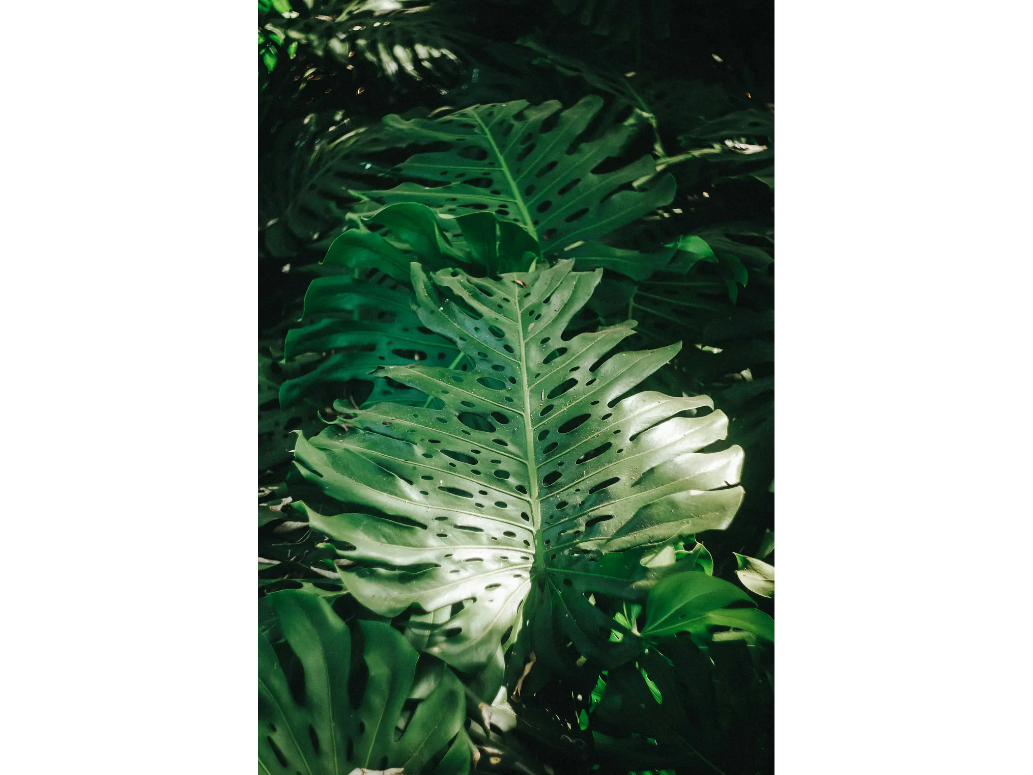 Poster Monstera Adansonii 1