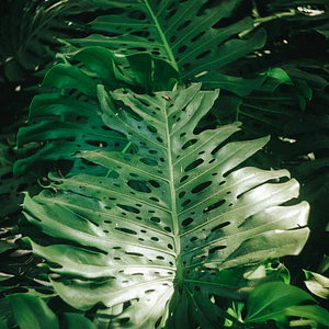 Poster Monstera Adansonii