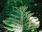 Poster Monstera Adansonii - Miniatura 1