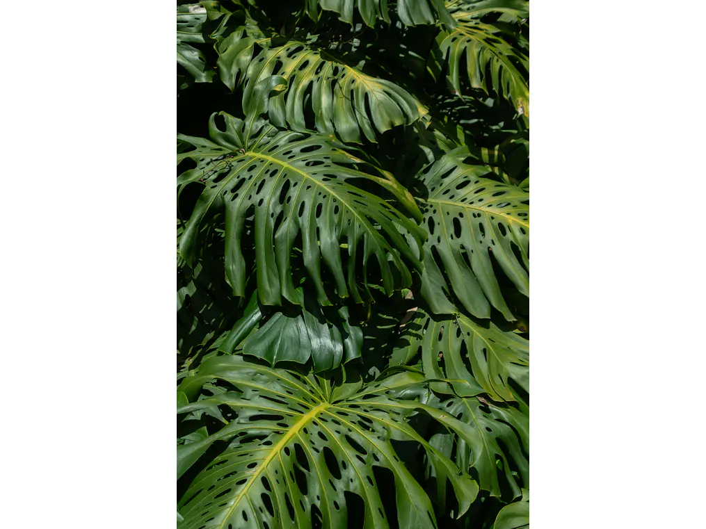  Poster Botanico: Monstera Adansonii 1