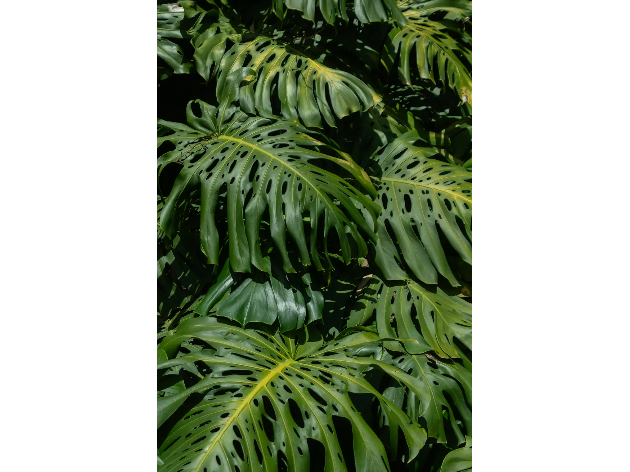  Poster Botanico: Monstera Adansonii 1